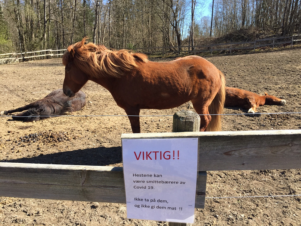 Stakkars koronasyke hester!
