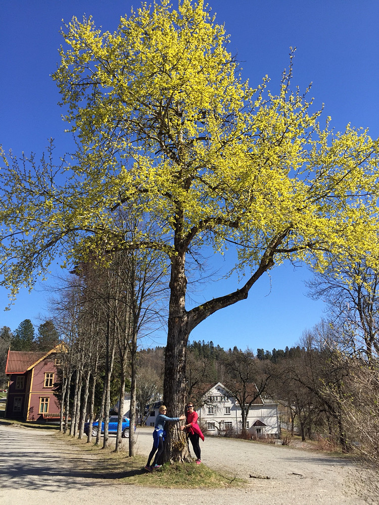 Nydelig treblomstring