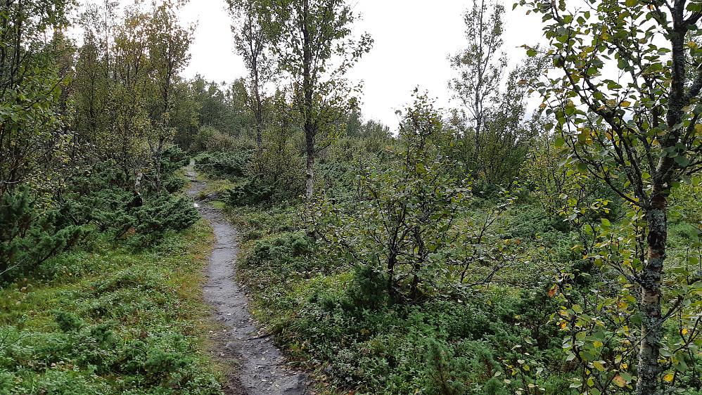 Første del av ruta opp til Kvarven går på traktorvei, og etter hvert på sti opp gjennom skogen.