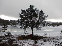 FURUA VED FINNTJØNNA