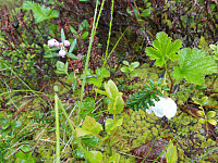 Tyttebærblomster og en regntynget multeblomst på toppen av Ståggååsen