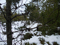Furuskog på toppen av Stormythøgda