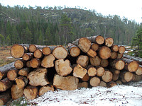Tømmerdrift ved Hansarfjelltrimkassen på Brannmyra