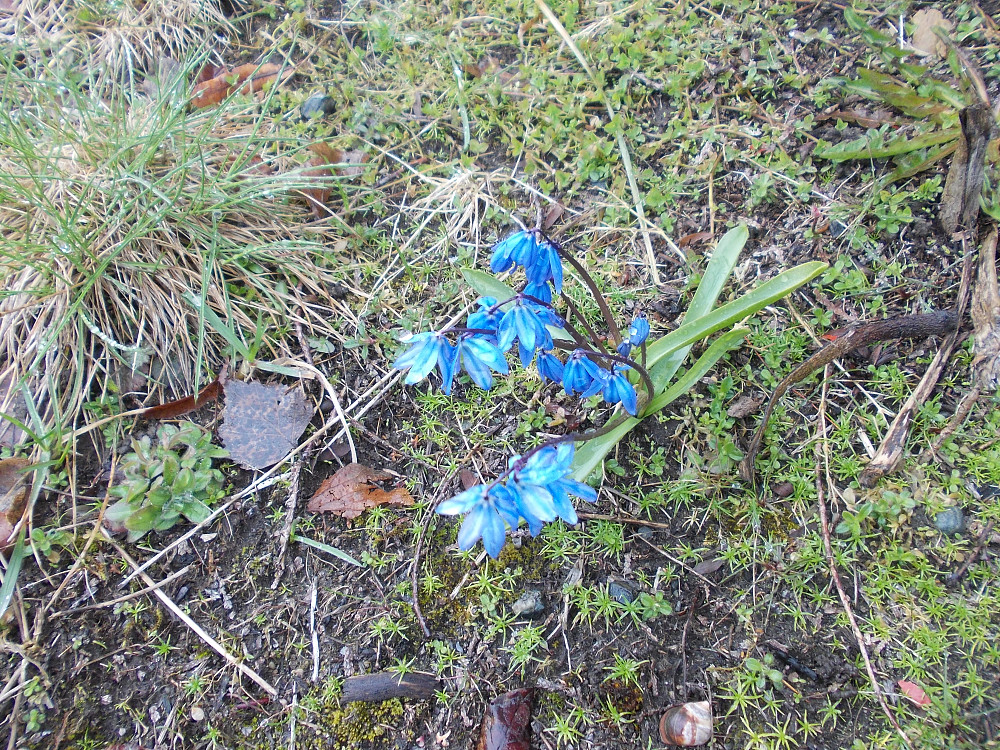 Til tross for vinterlig vær dukket disse fine blomstene opp