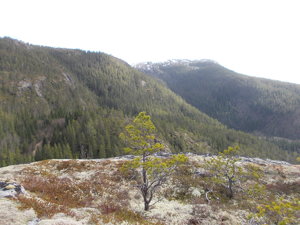 Utsikt mot signaltoppen Spillumsfjellet