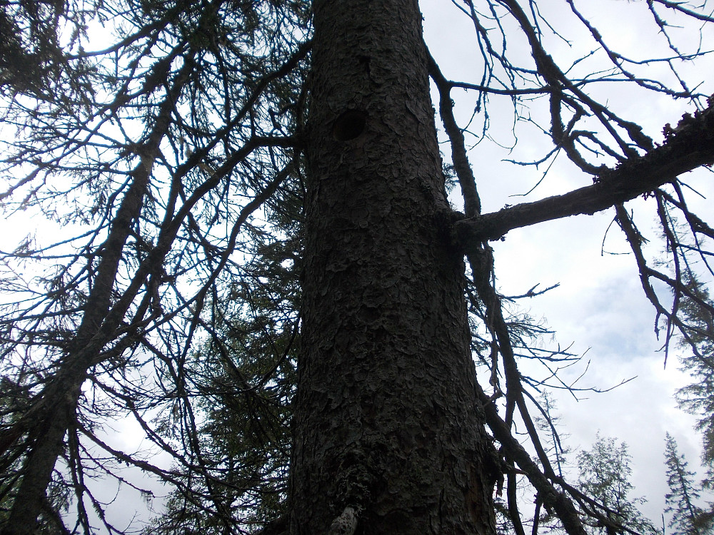I hullet i dette treet var det mye mas og skriking fra fugleunger
