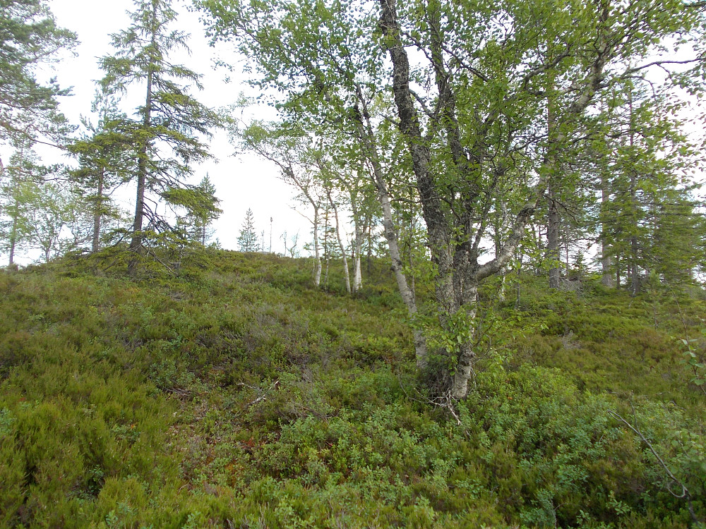 Utsikt mot nord for gradkryss 64-12