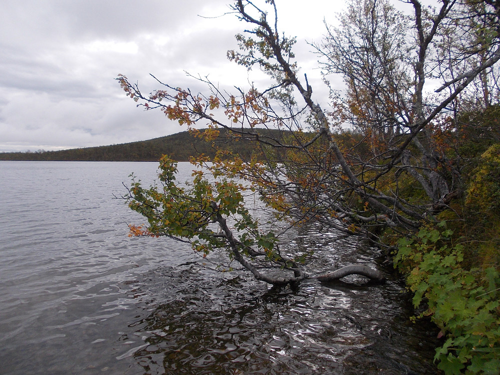 Fra Åbbårsjøen med Myssmørvola bak