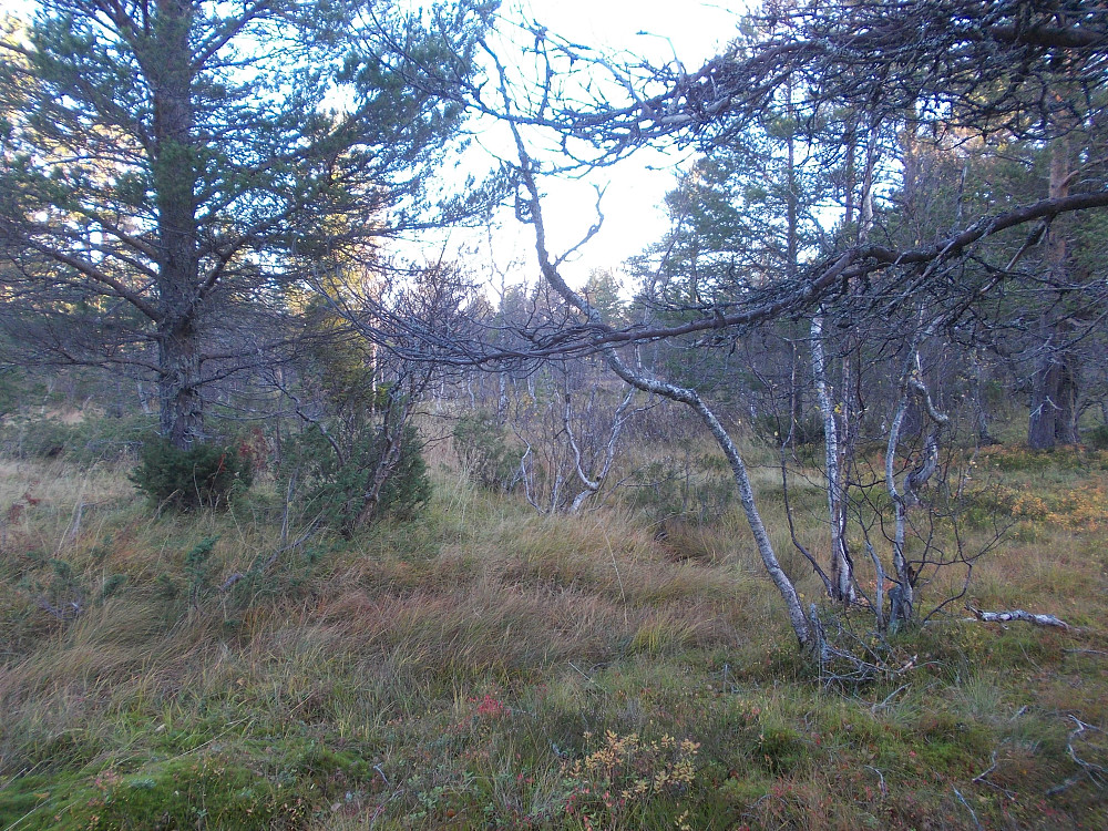 Gradkryss 63-10 mot Nord