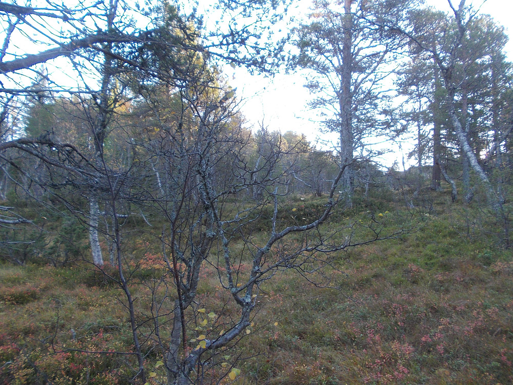 Gradkryss 63-10 mot øst