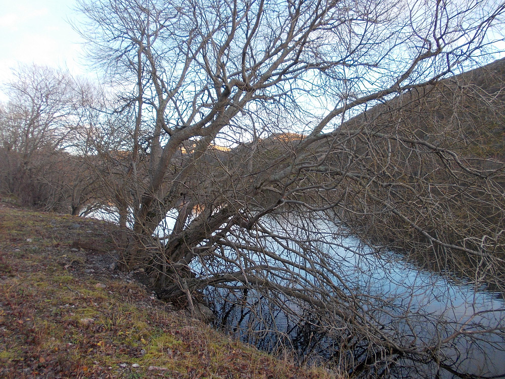 Parkering ved Lyngsnesvatnet
