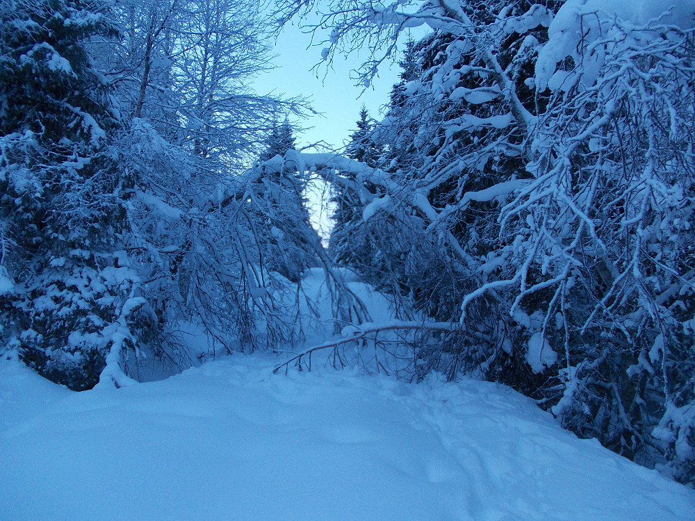 Mye snø på skogsbilveien langs Kjåppån