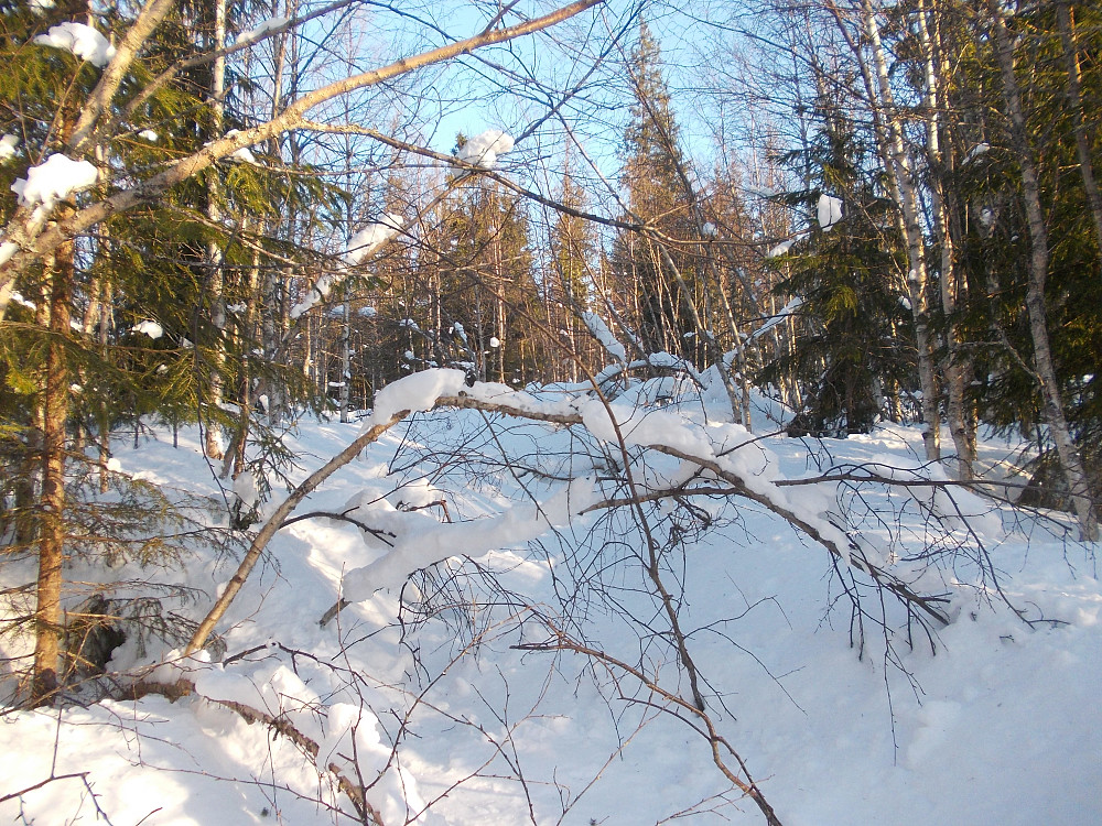 Mye lauvskog med snø i traktorveien
