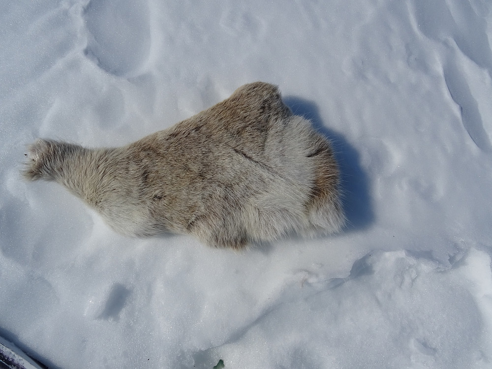 Et dyr har fått revet av pelsen sin like før Liafjellet