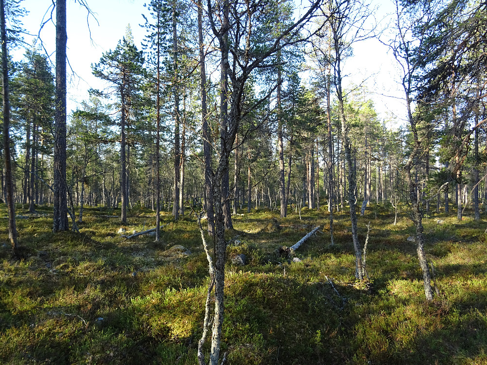 Gradkryss 62-12 Sør