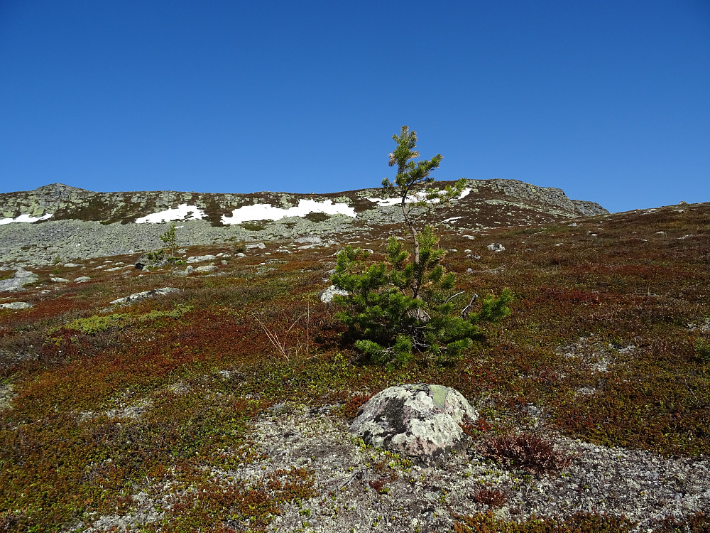 Brattsida av Sorkvola