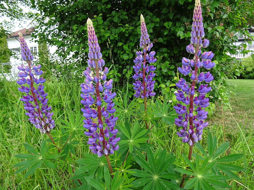 Mange vakre blomster langs veien mellom Minsås og Stiklestad