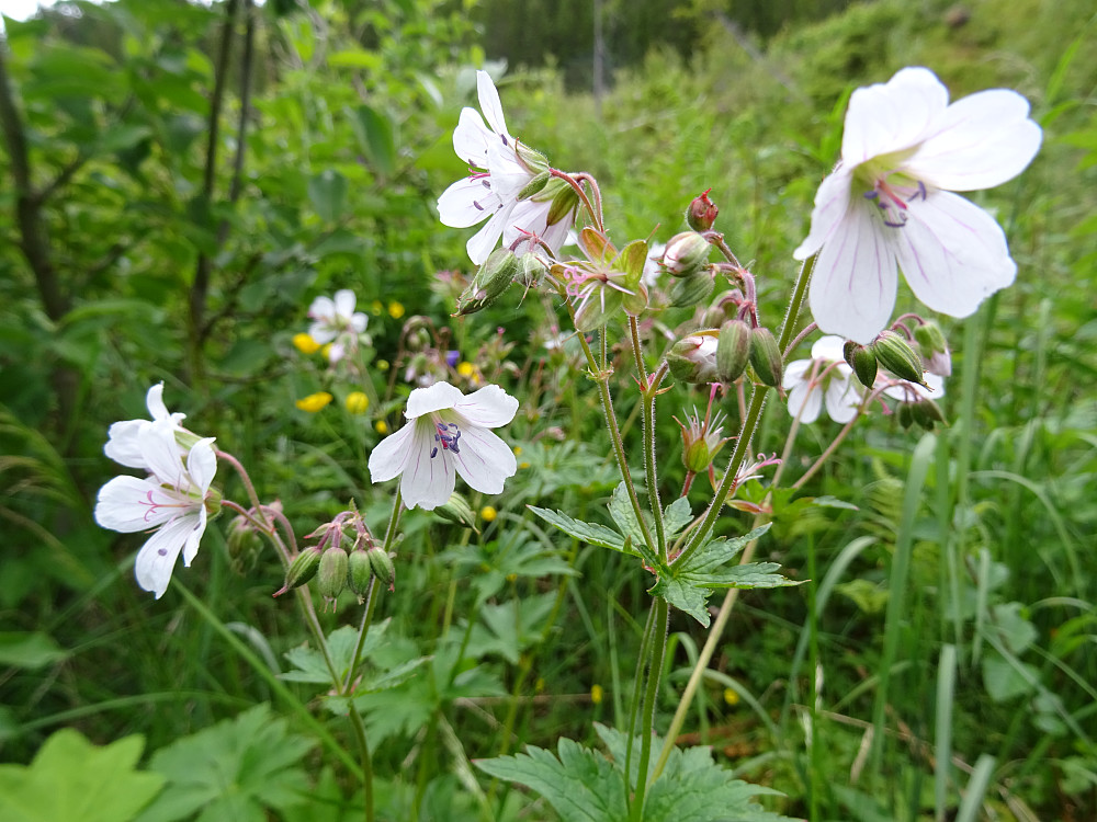 Fine blomster opp mot toppen