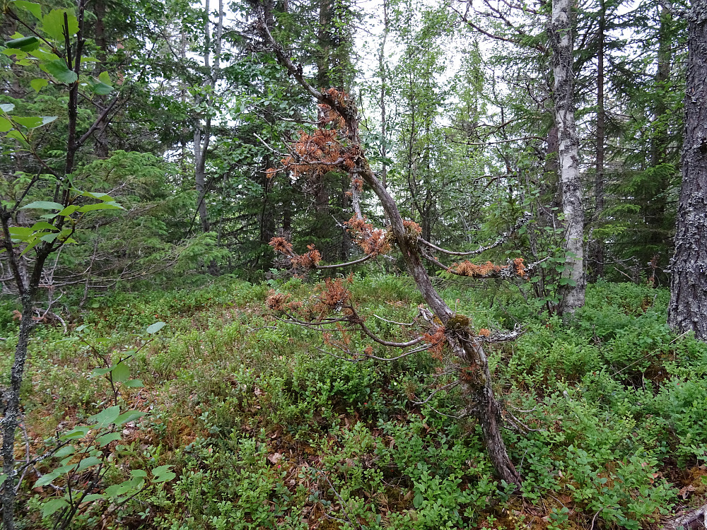 Toppen av Røssetåsen