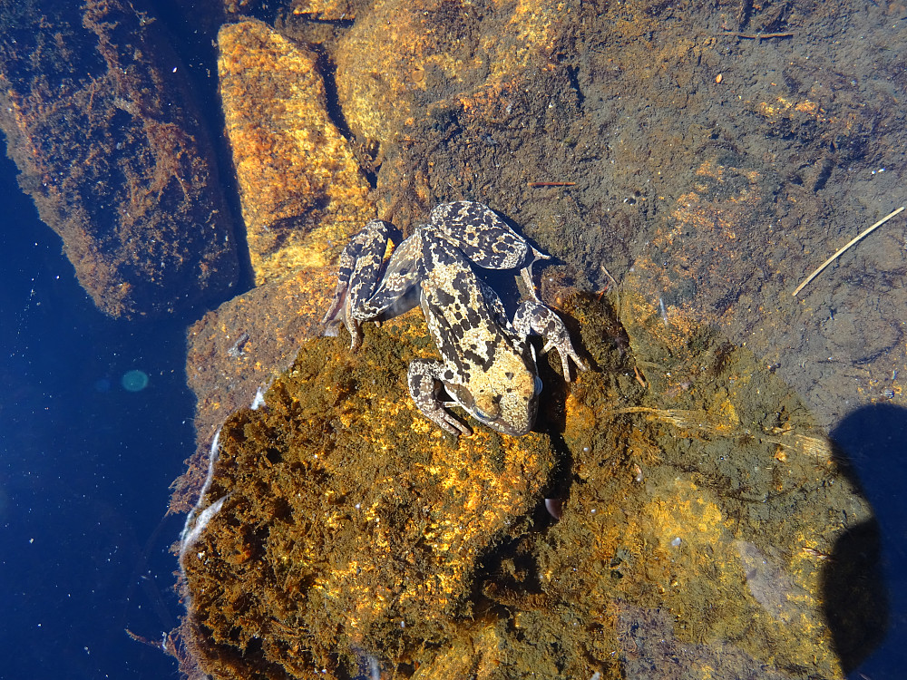 En frosk under vann
