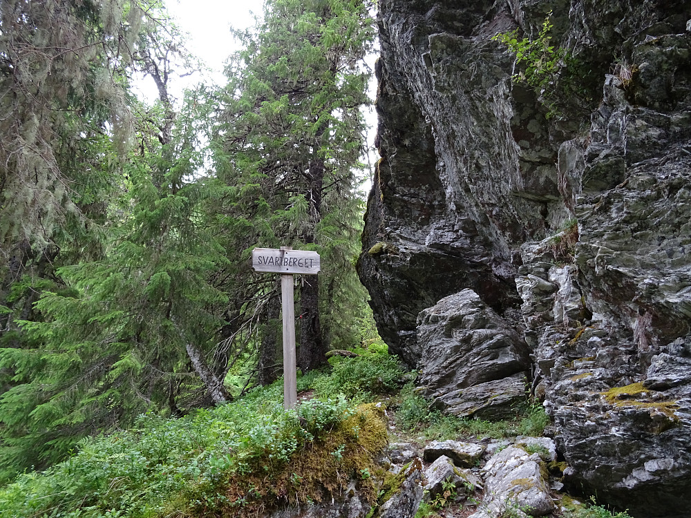 Stien går rett under Svartberget