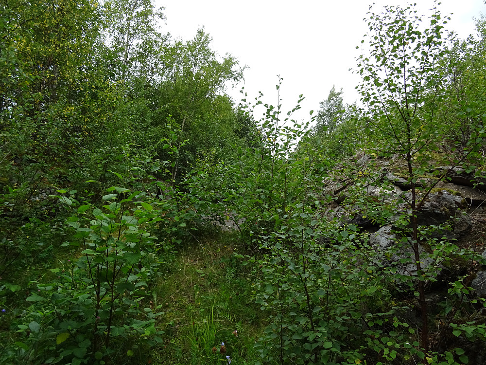 Høyste punkt på Høgåsen til høyre på bildet