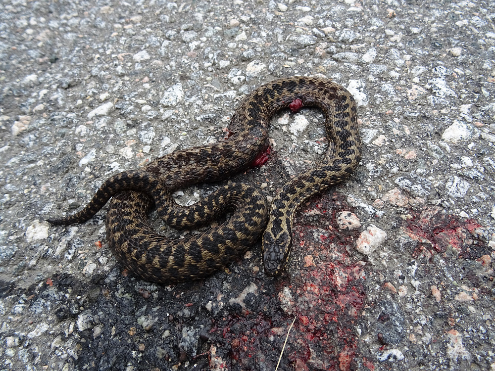 En blodig og overkjørt slange ved Hatlan