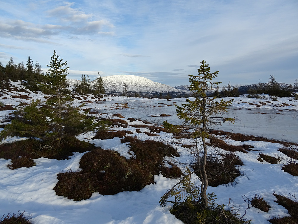 Ei lita tjønn sør for Neskjølen. med Heimdalhaugen bak