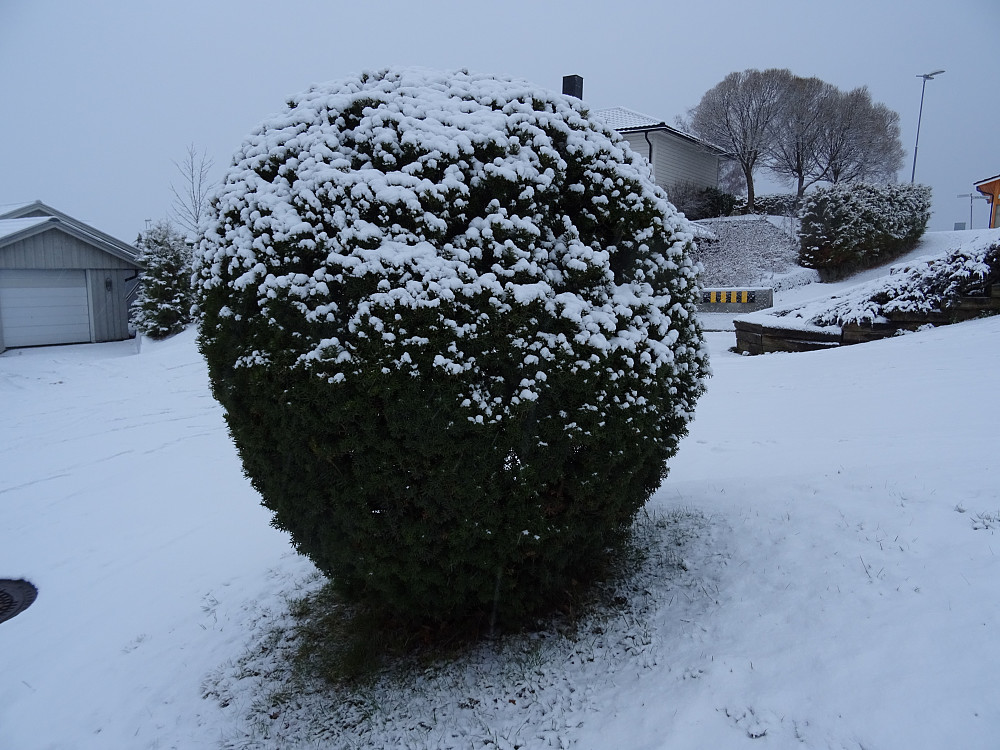 Ferdigpyntet juletre i Verdal