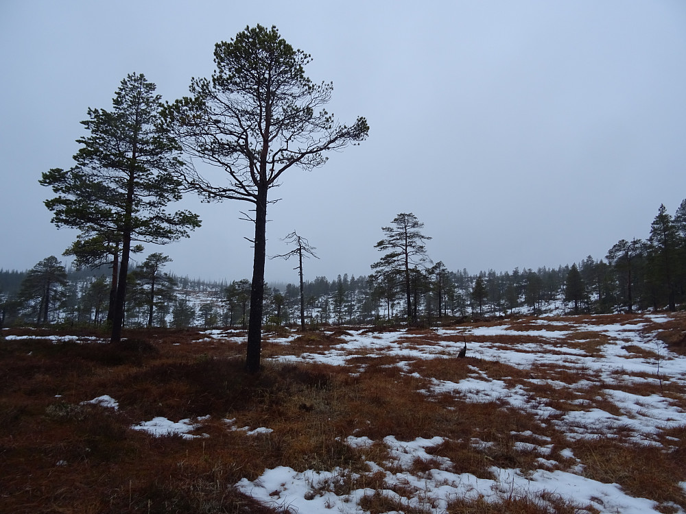 Lite snø i høyden mot toppen av Slettefjellet. (Vårskitur?)