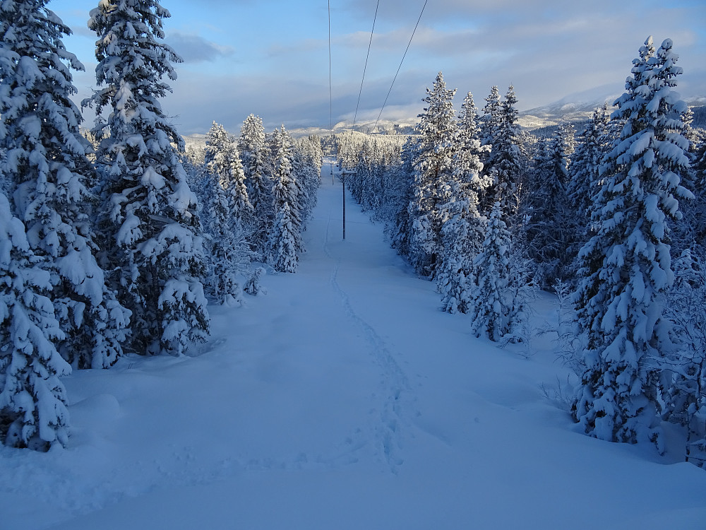 Høyspentlinja har brøyta seg rydning i svarteste skogen