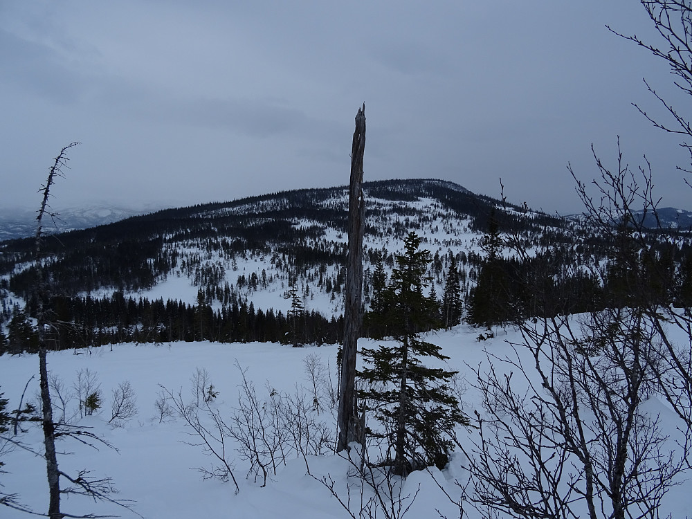 Forrige ukes turmål Rosåsen sett fra Storengåsen