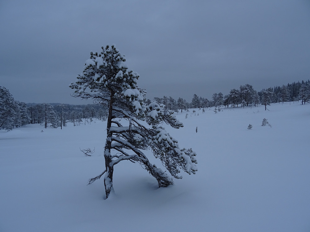 Rolig og åpent terreng i Himmelriket
