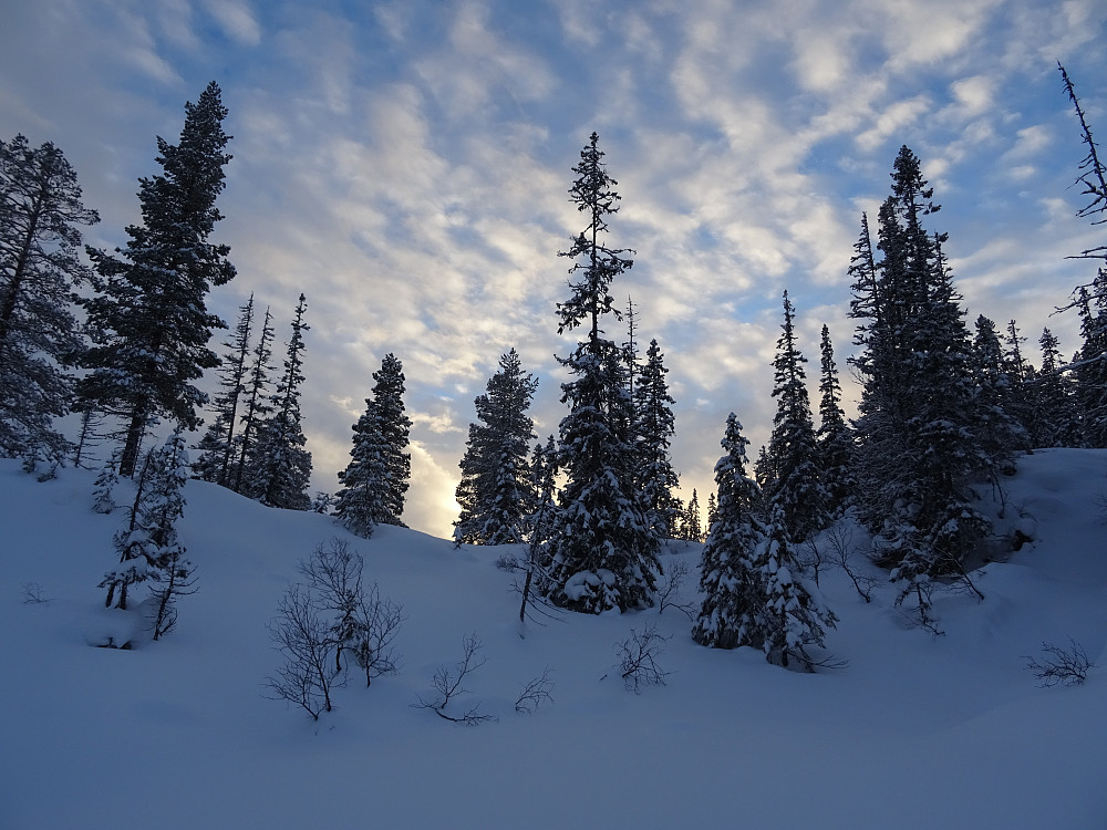 Skogen mellom Lauvset og Eidsfjellet