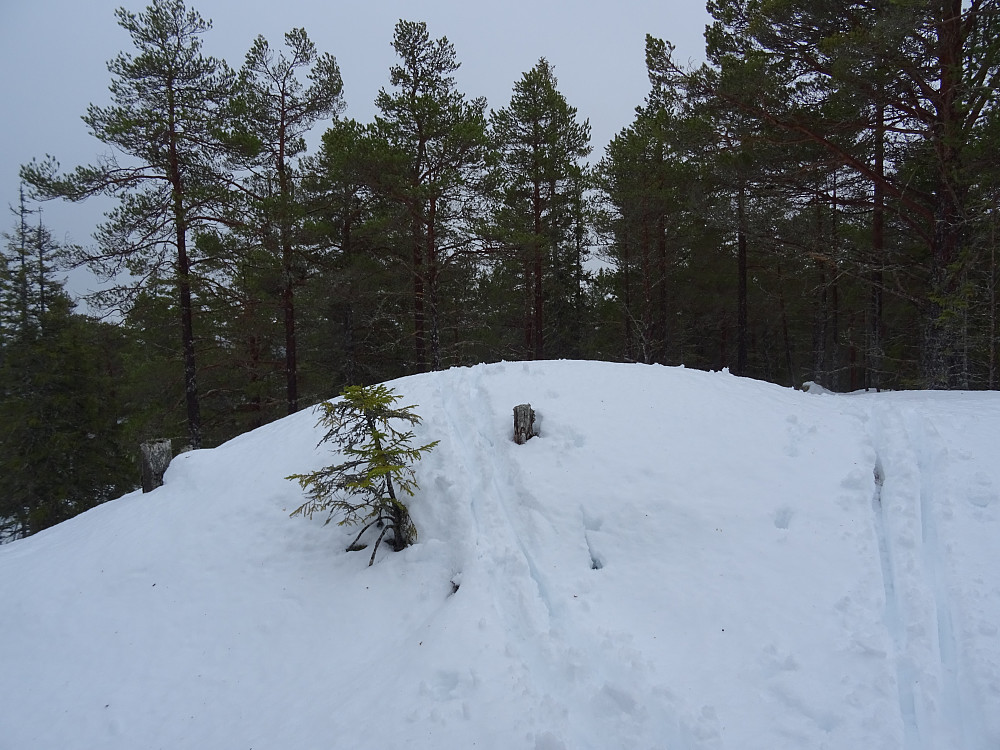 En markert høyde på Kuvåsåsen