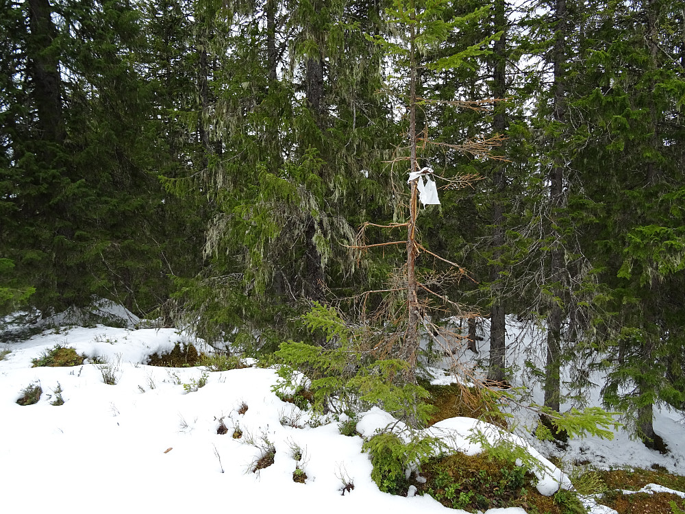 Toppen av Bjørsetknippen med ei pjuskete gran med bånd, og en liten spiss stein på toppen