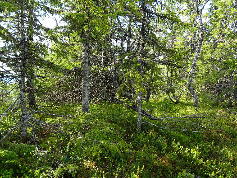 Høyeste punkt på Grøtvåttån (521,5 moh)