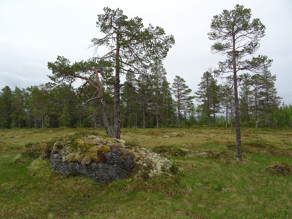Fin åpen myr på tur ned mot Gåsland