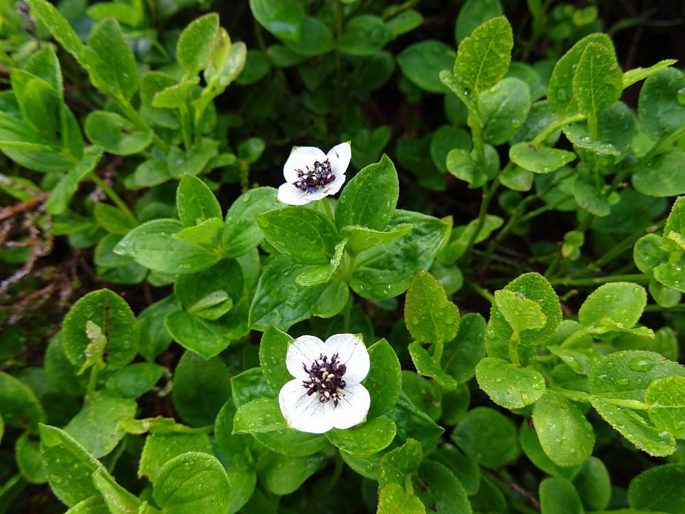Disse plantene gir nydelige søte bær til høsten