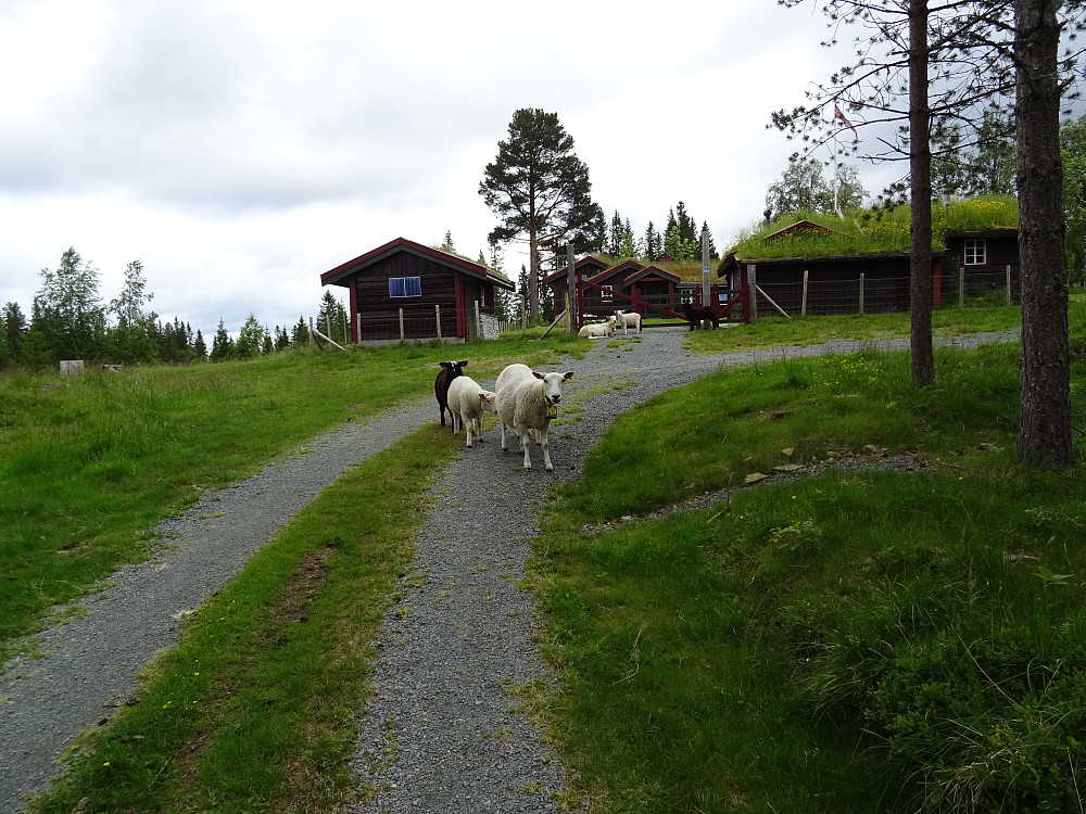Sauene koser seg på Nordtømmesvollan