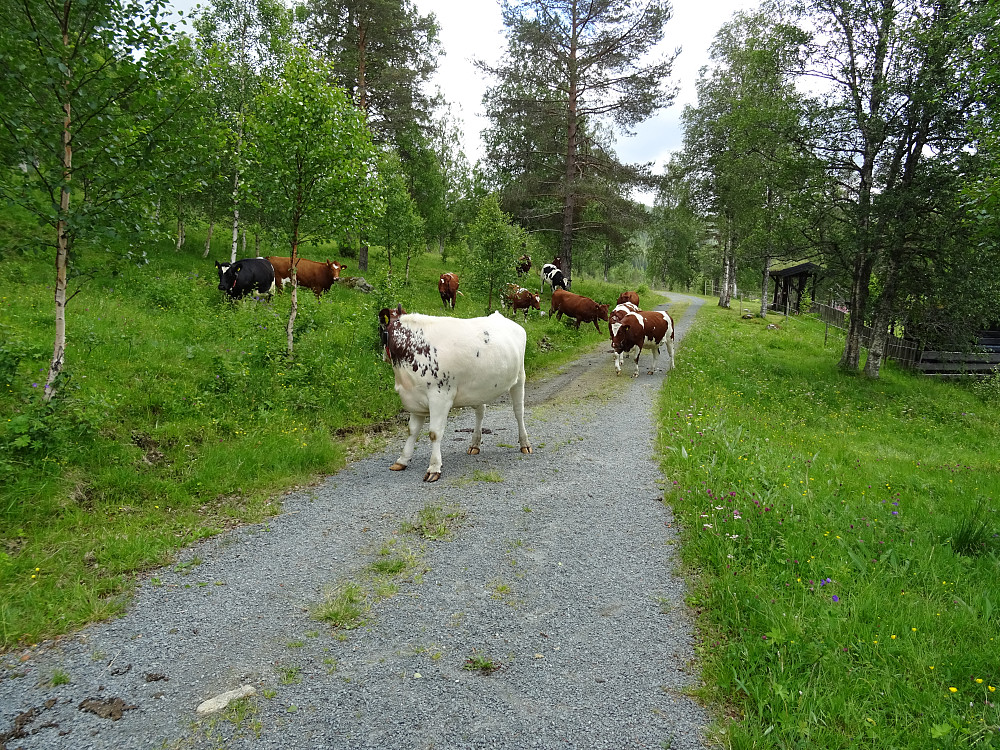 Mange beitende kyr ved Bjørnlivatnet