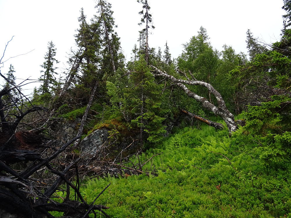 Uværet har herjet i øverste del av hogstfeltet mot Vålåsen