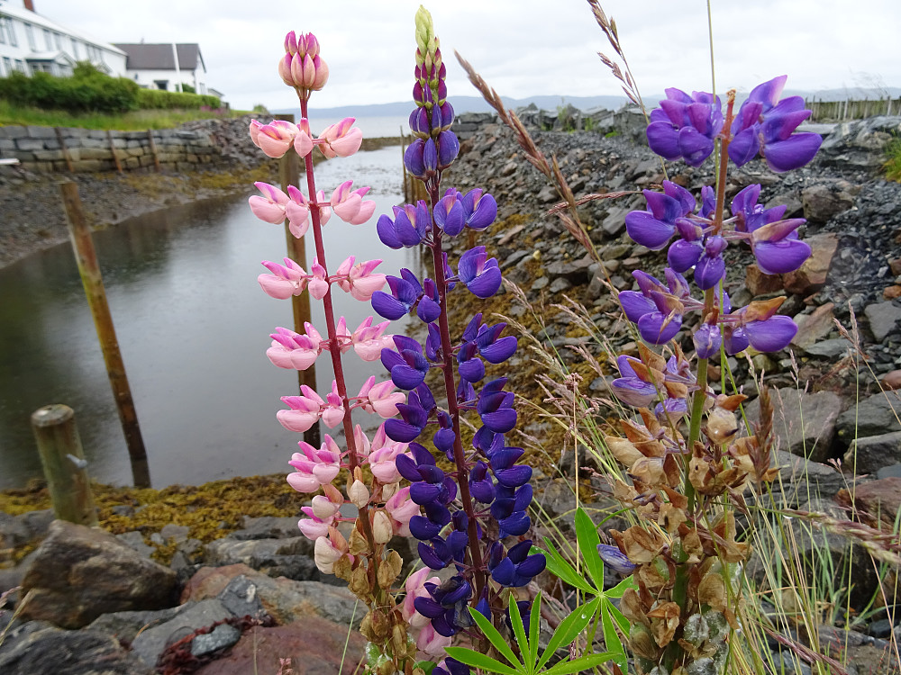 Lupin ved Innerelva. Bra for humla