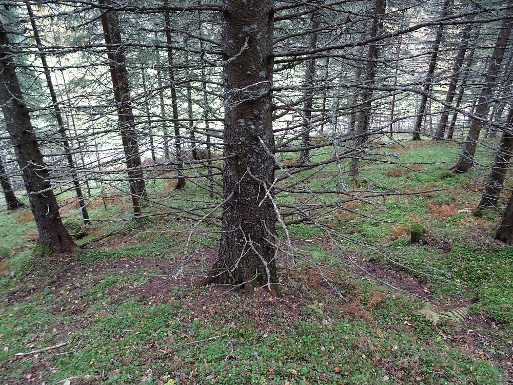 En snarvei gjennom skogen og ned til grusveien mot Aunet