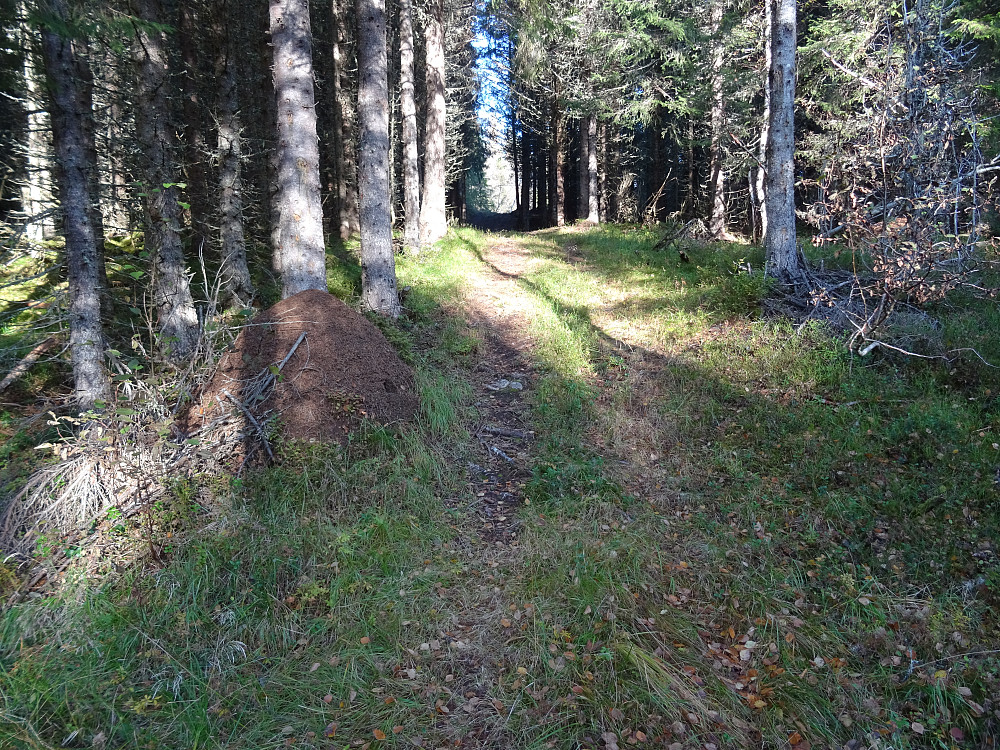 Fin traktorvei mot myra før Svarthaugen