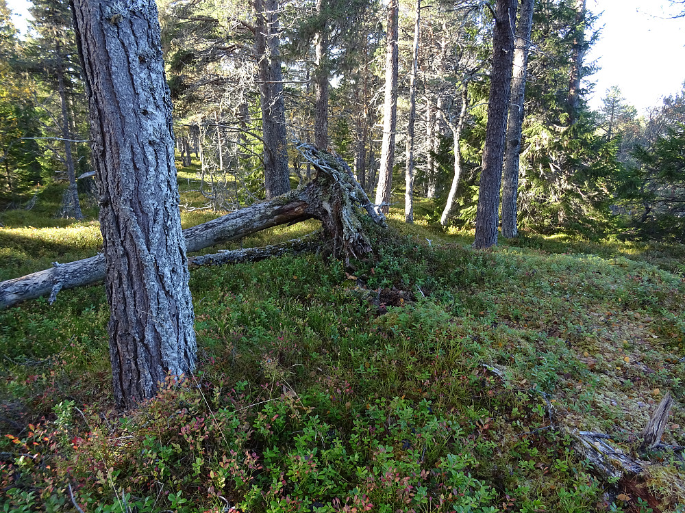 Toppen av Svarthaugen