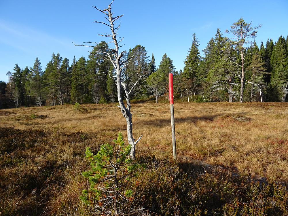 Den vintermerkede stien på myra. (Se rapport fra SturlaS også)