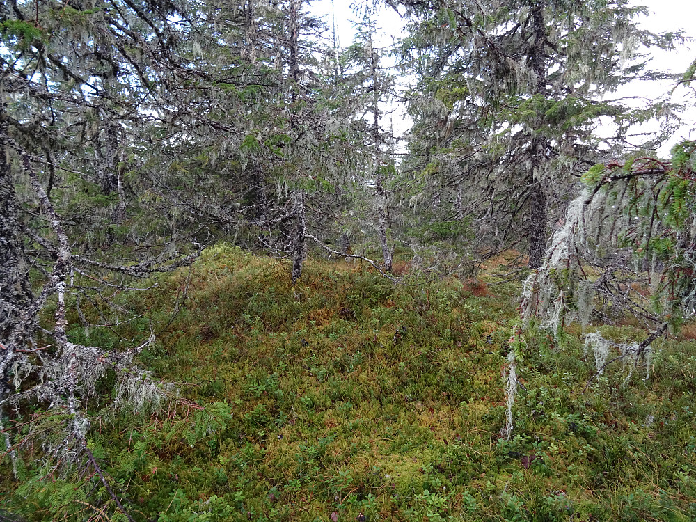 Nonshaugen er en typisk skogstopp