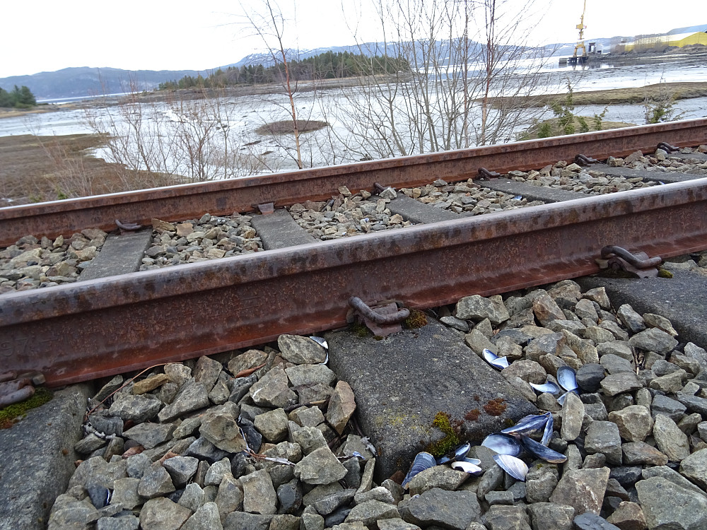 Blåskjellskall helt oppe i jernbanelinja i Muruvik. Denne er ikke nedlagt ennå. Flatholmen bak