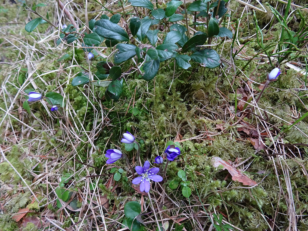Vårblomstbilde nr. to i år
